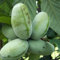 10 pcs Indianerbanane Kaufen Samen, obstbaum obst samen steingartenpflanzen winterhart Asimina Triloba, Pawpaw Baum, zwergobstbäume, zimmerpflanze zimmerpflanze garden geschenke bio
