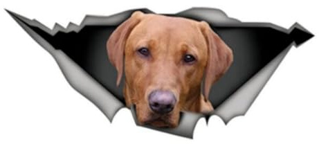 Autoaufkleber Labrador Aufkleber 15cm(5.9 Inch) Rotbraun Labrador Reflektierende Aufkleber Haustier Hund Lustig 3D Zerrissen Autoaufkleber Brown Labrador Car Sticker Personalisieren Lustig Dekor