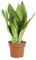 PLNTS - Sansevieria Trifasciata Moonshine - Zimmerpflanze - Zimmerpflanzen, Pflanzen Echt, Nachhaltige Verpackung - 12cm Topf - Höhe 40cm - Direkt von der Gärtnerei
