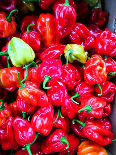 50 Samen von Paprika Habanero Red + Guide Capsicum Chinene 300.000 SHU