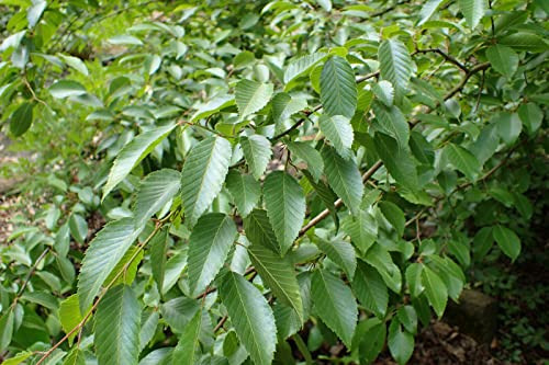 Koreanische Hainbuche Carpinus turczaninowii Pflanze 25-30cm Rarität