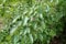 Koreanische Hainbuche Carpinus turczaninowii Pflanze 25-30cm Rarität