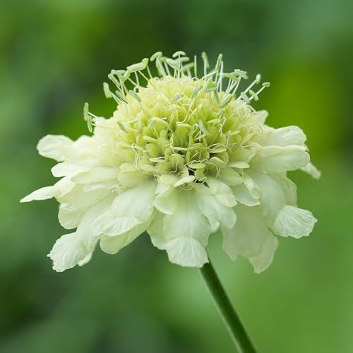 Cephalaria gigantea - Flowering Scabious Plants with Tall Pale Yellow Blooms - Hardy Perennials Ready to Plant - Garden Ready Flowering Plants for Pollinators, Pots, Beds, & Borders (9cm Pot, 20-30cm)