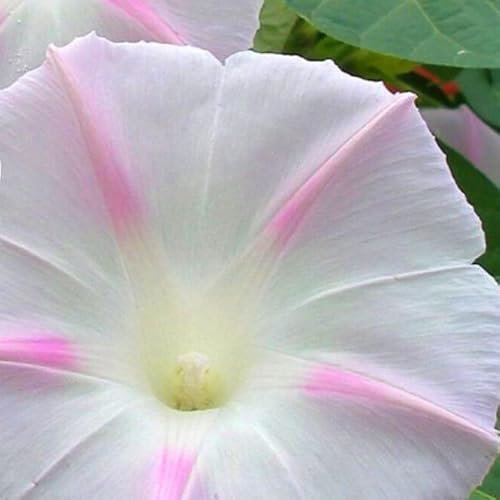 Morning Glory Shiva Rose Star 20 Seeds + Plant tag + Freebie - Climbing Flower - Ipomoea purpurea