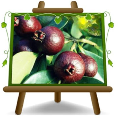 EURO PLANTS VIVAI Guava Rossa Psidium Catleyanum - Pianta da frutto antico su Vaso: ø 26 cm. - *Altezza: 180~200 cm. - Età: 4 anni.