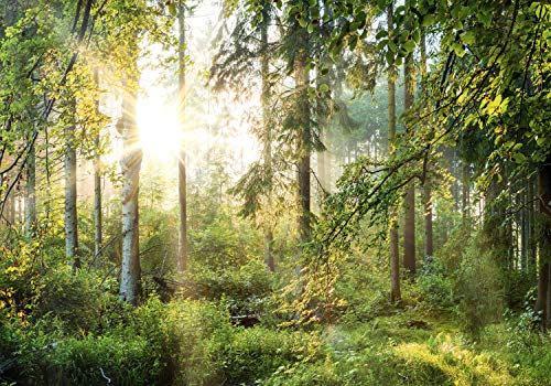 decomonkey Photo Wallpaper Forest 400 x 280 cm - Landscape Nature Trees Wall Mural Non-Woven Murals Wall Art Modern Design Art Print Home Decoration Sun Wood Bedroom Living Room Green Brown