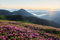 Acryl-Bild 80 x 50 cm: Violette Blumen blühen. Majestätische Karpaten. Wunderschöne Landschaft mit unberührter Natur (200840060)