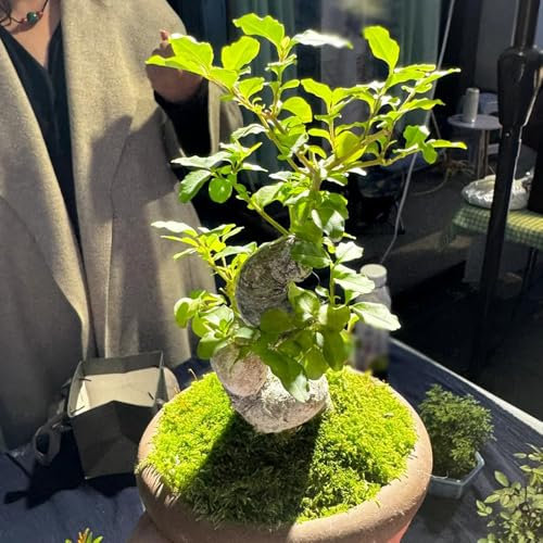 200 piezas Semillas de aligustre - Ligustrum lucidum - regalos para amantes del jardín, plantas para jardín. Seto de aligustre de hoja perenne jardinería plantas de interior purificadoras