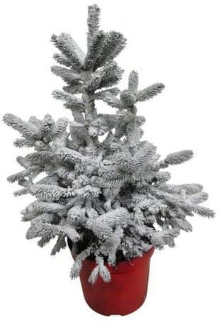 Mini Árbol Navideño con Nieve - Planta Natural - Altura 30cm