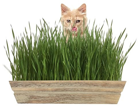 MICROGREEN PROS™ Organic Cat Grass Seeds Country Rustic Indoor Wooden Planter Kit