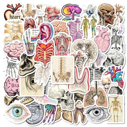 SANYUANHE 100 Stück Organe Anatomie Aufkleber,Biologie Organe Sticker,Körper Organe Lernhilfe,Menschliche Anatomie Graffiti Aufkleber für Wasserflaschen,Koffer,Autos,Tablets,Kinder und Erwachsene