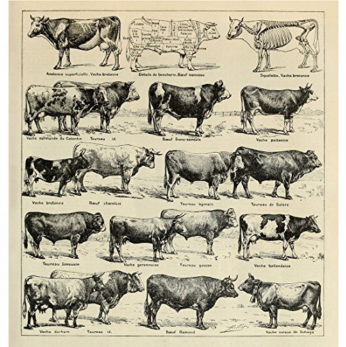 Meishe Art Kunstdrucke Rinder Kuh Rassen Poster Plakatdruck Rindfleisch Pädagogische Identifizierung Bezug Sammlung Illustrationen Landwirtschaft Küchenzimmer Farm Tier Haltung Wand Dekor
