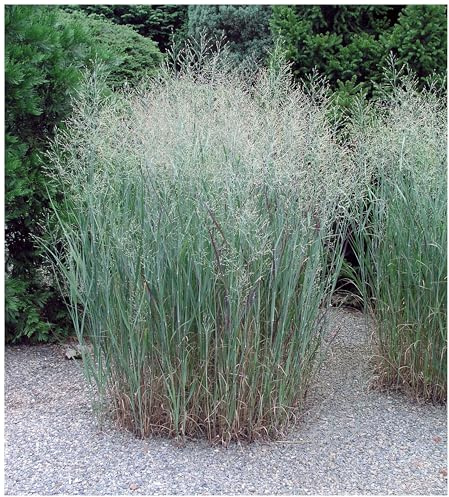 Stauden Gänge 10 x Panicum virgatum 'Heavy Metal' Blaue Rutenhirse | Blaues Ziergras für Sonne, Blüte Juli bis Oktober, mehrjährig, 1 L Topf (11x11 cm)