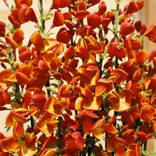 Cytisus scoparius 'Lena' 40-60 cm - Besenginster, orange-rote Blüten, Blütezeit April-Juni, ideal für Rabatten, pflegeleicht und bienenfreundlich