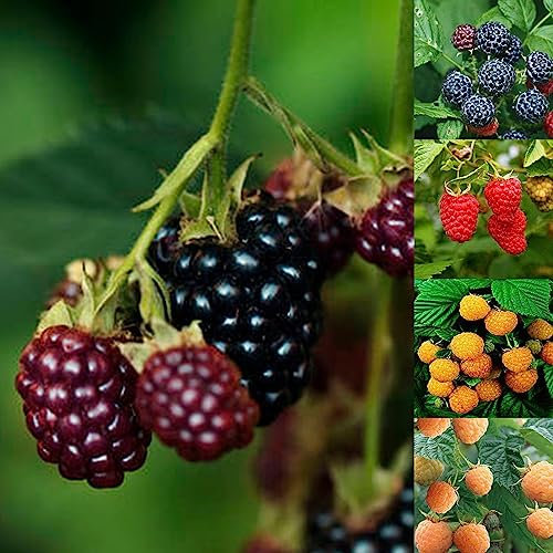 Generic Semillas de frambuesa, 50 Unids/bolsa Semillas de frambuesa resistentes a la sequía Dulce Buena Cosecha Media demanda de agua Semillas de frutas para el hogar Color mixto Semillas de framb