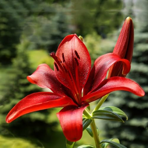 3 pcs lilien zwiebeln kaufen - geschenke für den garten lilie baumlilien, blumenzwiebel balkon pflanze pflanzenkübel gartenblumen winterharte stauden frühlingsblumen zwiebeln steingartenpflanzen