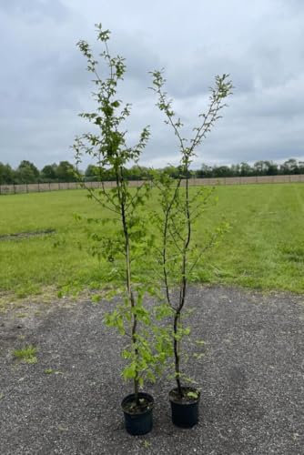 100st. Hainbuchen 125-150cm ohne Topf gemessen im Topf Heckenpflanzen Carpinus betulus Hecke Weißbuche Gartenhecke Hainbuche Heckenpflanzen