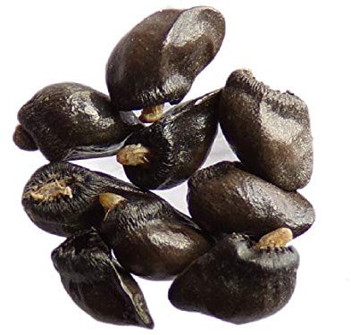 Großer Beinwell 70 - Symphytum Officinale (Gründünger) - SEM05