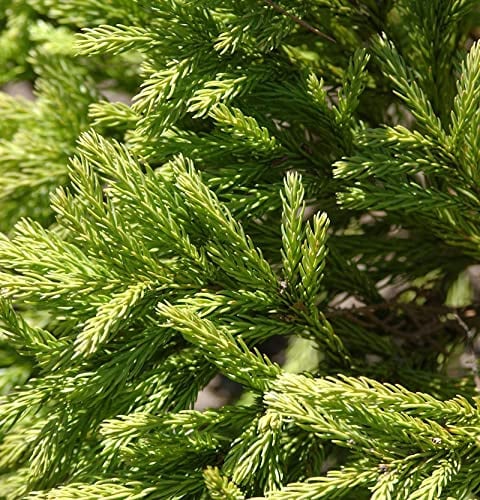 Japanische Sicheltanne Globosa Nana 30-40cm - Cryptomeria japonica - lebende Gartenpflanze aus den Baumschulen