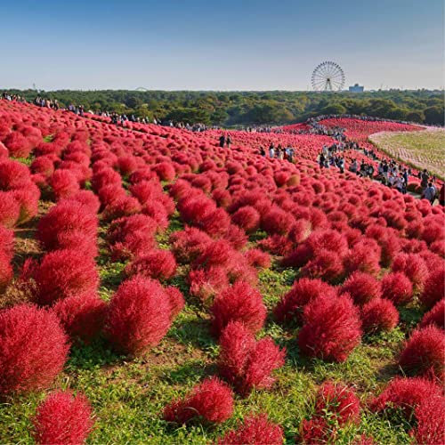 100 Graine Graines - Cyprès d'été - Change de couleur - Kochia Scoparia - Fleur Jardin - 242