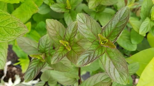 Mentha x piperita 'Chocolate' / Menthe Chocolat/Conteneur de 2 à 2.9 litres/Aromatique