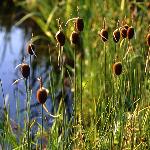 Blumixx Stauden Typha minima - Kleiner Rohrkolben, im 0,5 Liter Topf, dunkelbraun blühend