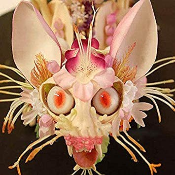 Pinkdose® Davitu 30 Teile/paket Japanischen Affe Gesicht Orchidee Samen Garten Drachen Blumensamen