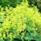 Portal Cool Alchemilla Mollis/Frauenmantel / Winterharte Staude Für Sun & Shade / 100 Samen