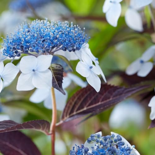 Hydrangea serrata 'Hydrantea' – Ornamental Lacecap Shrub & Herbal Tea Plant (Amacha) – Compact Hardy Hydrangea for Borders & Patio Containers – Summer Flowering 3 Litre Pot x3 By Thompson & Morgan