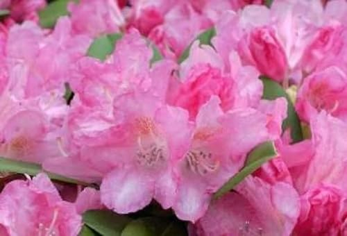 Ball-Rhododendron Emden - Rhododendron yakushimanum Emden (25-30)