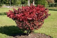Euonymus alatus Compactus - Kompaktes Pfaffenhütchen - Korkflügel-Strauch Compactus Preis nach Größe 40-60 cm