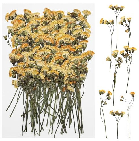 Cayway 100 Stück Natürliche Getrocknete Blumen, Getrocknete Blumen, Getrocknete Gepresste Blätter, Natürliche Trockene Blätter für DIY Harz Scrapbooking Handwerk Karten Machen