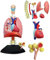 Genérico Modelo 4D del Sistema respiratorio Modelo anatómico de pulmón, Modelo de corazón y pulmones Humanos 21 Piezas extraíbles para la enseñanza médica