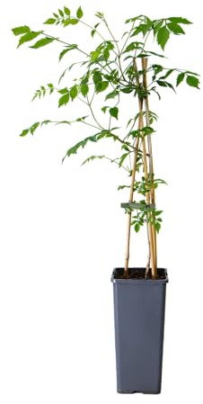 mgc24 Campsis radicans, Flava, Gelbe Klettertrompete im 2l-Container, 1 Pflanze
