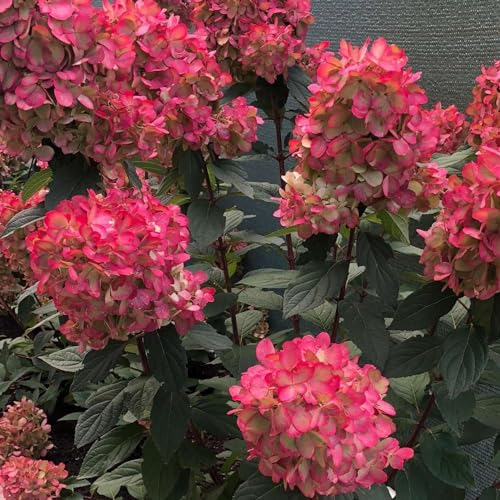 Rispenhortensie 'Bloody Marie' - Hydrangea paniculata, pflegeleicht, tolles Farbspiel, im 5 Liter Topf