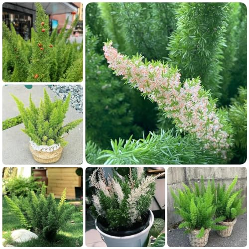 150 Pcs Zierspargel Pflanze Samen - Fuchsschwanz Farn - Kletterpflanzen Winterhart, Pflanzen Hängend, Seltene Pflanzen, Asparagus Densiflorus, Luftreinigende Zimmerpflanzen, Exotische