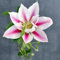 clematis winterhart mehrjährig blumenzwiebeln kletterpflanzen blühwiese mehrjährig, summer deko wohnzimmer, blumen für balkon frühlingsblüher zwiebeln, seltene pflanze 2pcs