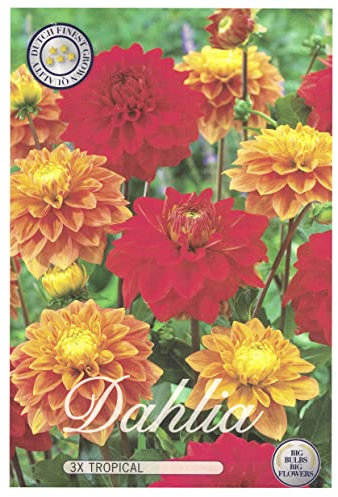 Interflowers Dahlien Knollen Blumenzwiebeln Dahlia Bunte Auswahl im Mix für Sommer Blume Knolle Blumenzwiebel Set in Bio Geschenkverpackung Blüten mehrjährig (3X Dahlie Tropical)