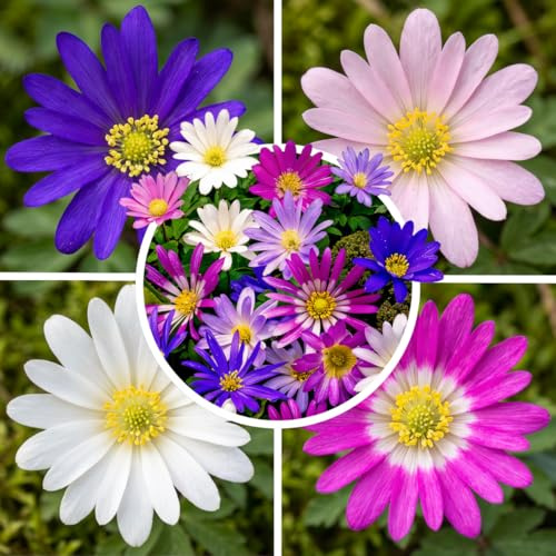 FLORIUM Anemonen Zwiebeln Blanda Kollektion Garten und Beete – 50 Pflanzen