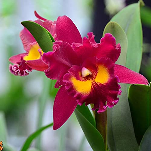Benoon Rote Cattleya Hybrida-Samen, 50 Stück/Beutel Cattleya Hybrida-Samen Duftende, Hochkeimende, Gut Angepasste Dekorative Rote Orchideensämlinge Für Den Innenhof Samen