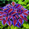 Haloppe Confezione da 300 semi di piante Coleus per la semina del giardino domestico, semi di piante semi di erba naturale non OGM per giardino Viola