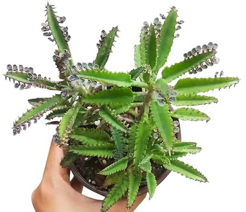 Kalanchoe Daigremontiana Planta Curiosa Sorpréndete con su Forma y Características Únicas