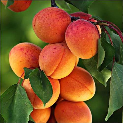 Apricot Tree 'Bergeron' / Prunus armeniaca 'Bergeron' 4-5ft, Bare Root. 3fatpigs®