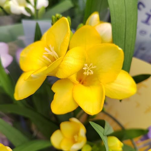 Freesienzwiebeln : Freesia - Freesie  gelb  10 Blumenzwiebeln