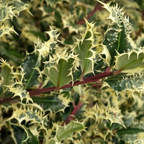 Pianta vera di Ilex aquifolium Ferox Argentea - Diametro Vaso Ø 20 cm
