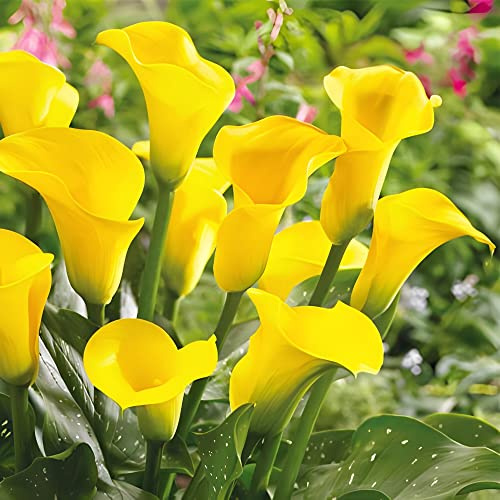 Votaniki Gold Rush Calla Lily Bulbs - Long Lasting Blooms, Perennial Calla Lily, Vibrant Yellow Flowers for Garden - Easy to Grow and Low Maintenance (1 Pack)