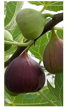 Pianta di Fico - Fiorone - Columarro Nero in vaso o fitocella