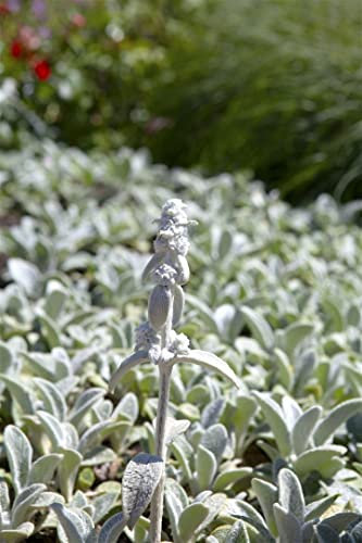 Stachys byzantina 'Silver Carpet' ca. 9x9 cm Topf - Wollziest, silbergraue Blätter, ideal für Steingärten, bodendeckend, trockenheitsresistent, pflegeleicht