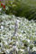 Stachys byzantina 'Silver Carpet' ca. 9x9 cm Topf - Wollziest, silbergraue Blätter, ideal für Steingärten, bodendeckend, trockenheitsresistent, pflegeleicht
