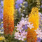 steppenkerze winterhart samen - steingarten pflanzen staudenbeet pflanzen set winterhart winterharte stauden dauerblüher pflanzensamen exotisch balkon garten alte sorten saatgut 80pcs